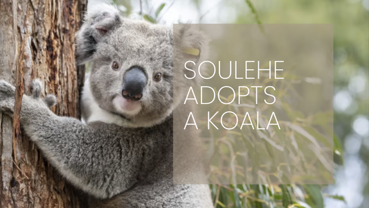 Soulehe's Contribution to Koala Conservation